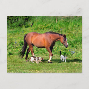 Carte postale "Morning Stroll"