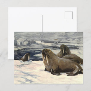 Carte Postale Morses Antiques dans la Neige Arctique par CE Swan