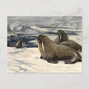 Carte Postale Morses Antiques dans la Neige Arctique par CE Swan