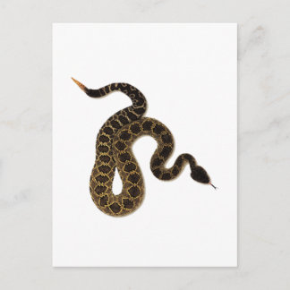 Carte Postale Morsures venimeuses