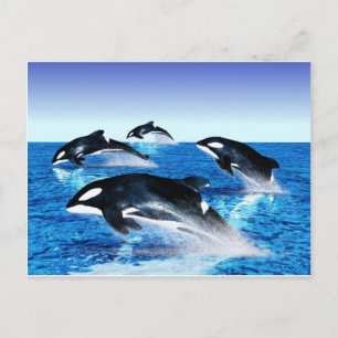 Carte Postale Morue de baleine