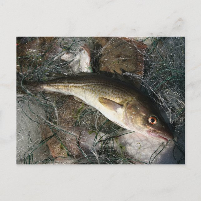 Carte Postale Morue de la mer Baltique. (Devant)