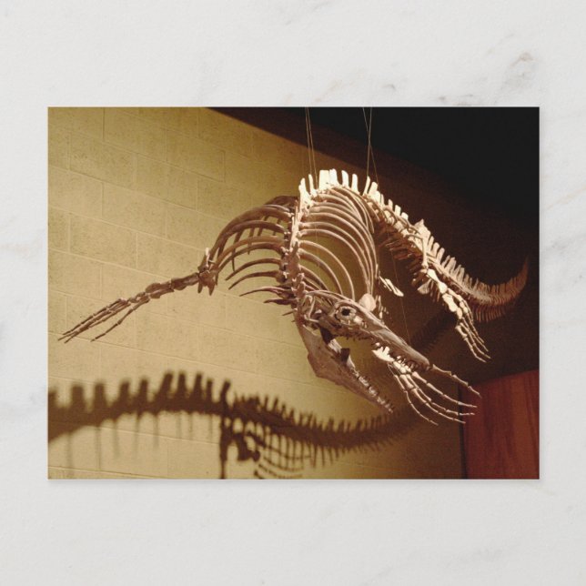 Carte Postale Mosasaur - "Lézard marin" (Devant)