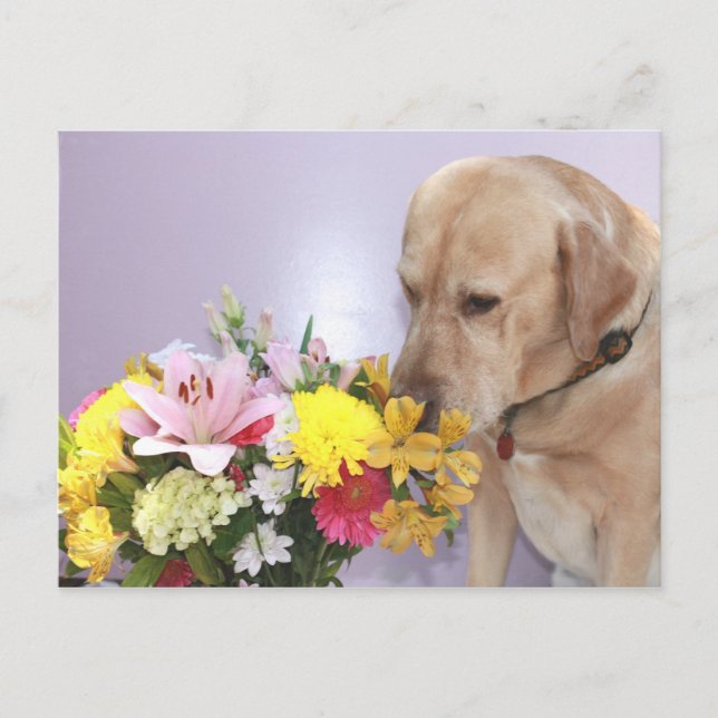Carte Postale Moses Odeurs Fleurs (Devant)