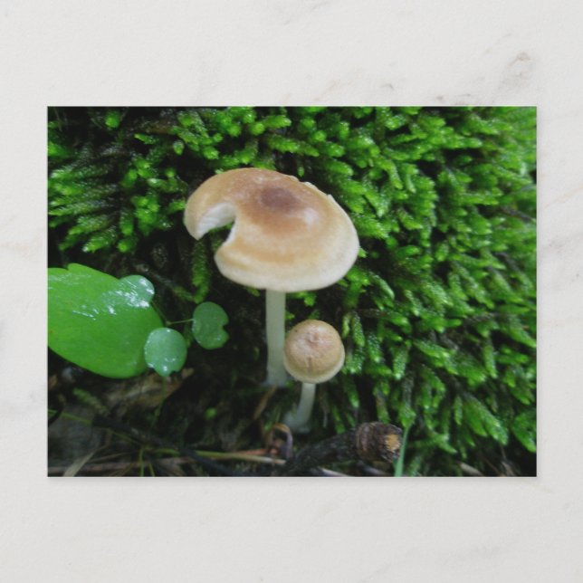 Carte postale Moss Mshrooms (Devant)