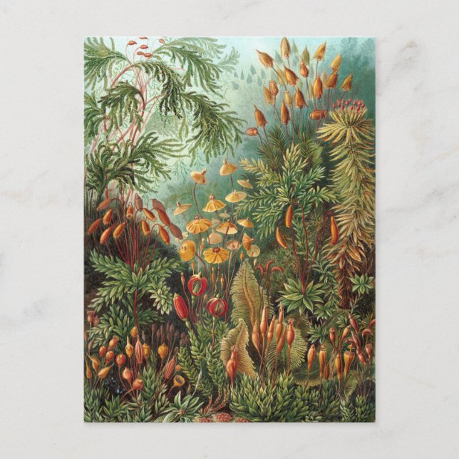 Carte Postale Moss (Muscinae) par Haeckel (Devant)