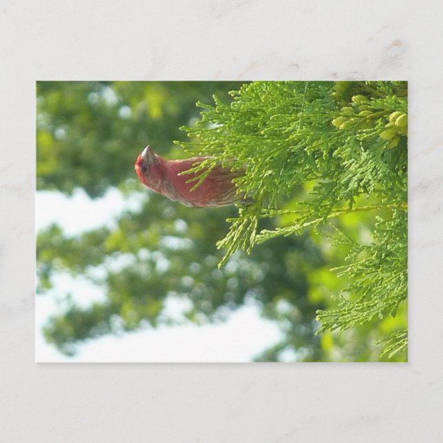 Carte postale Moss To Crown - Red Finch (Devant)