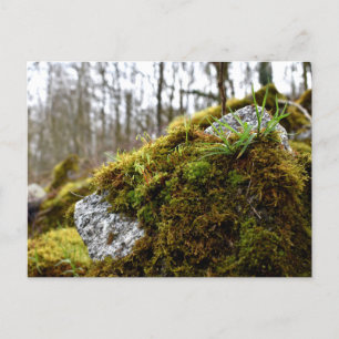 Carte Postale Mosses, Printemps éveil