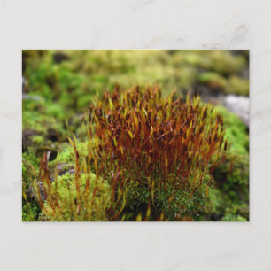 Carte Postale Mosses, Printemps éveil