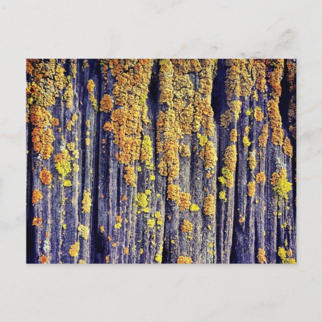 Carte postale Mossy Wood Texture (Devant)
