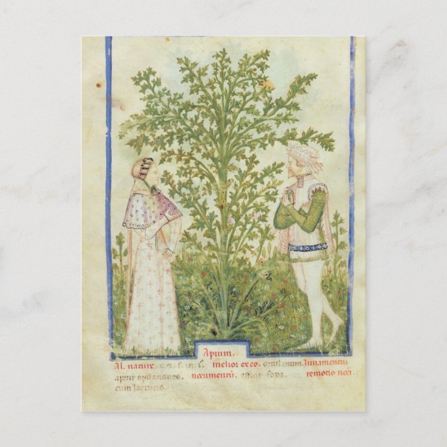 Carte Postale Mot de passe Acq Lat Celery, de 'Tacuinum Sanitati (Devant)