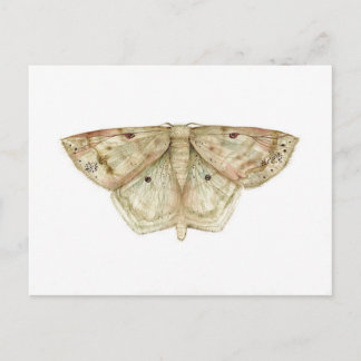 Carte postale Moth