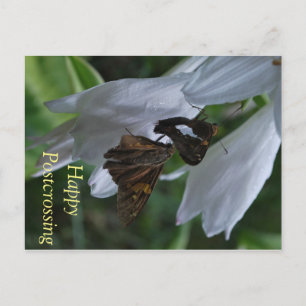 Carte postale Moth