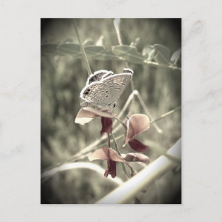 Carte postale Moth