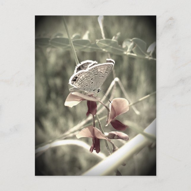 Carte postale Moth (Devant)