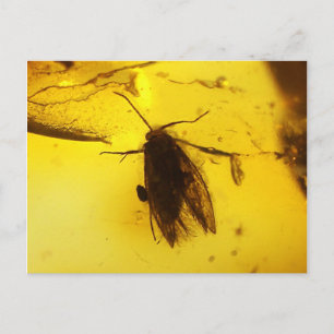 Carte Postale Moth à l'intérieur de l'ambre