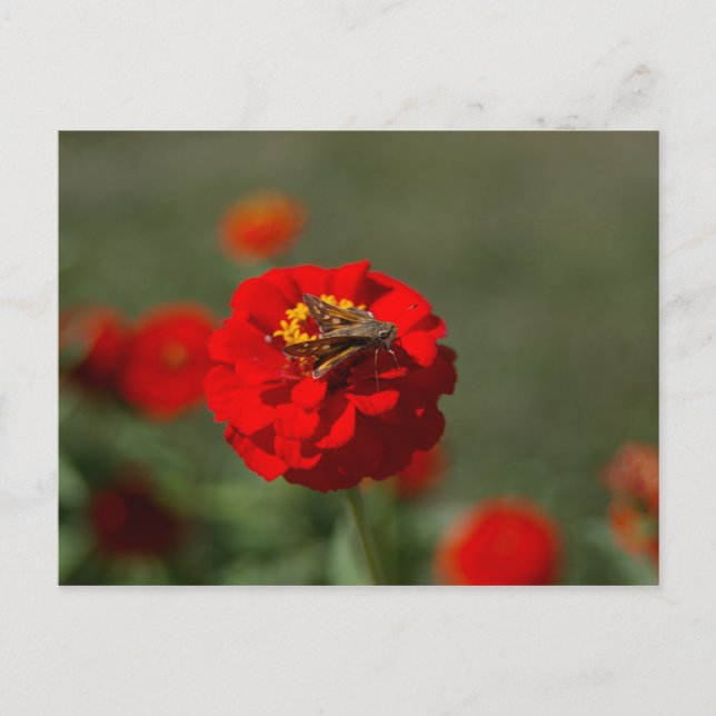 Carte Postale Moth and Red Zinnia postcard (Devant)