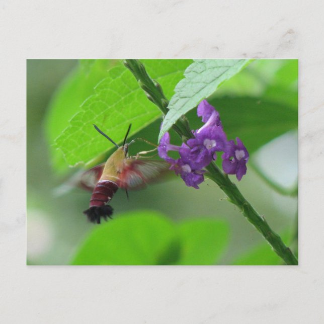 Carte postale Moth Clearing (Devant)