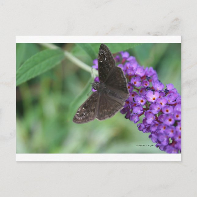 Carte Postale Moth Dreams (Devant)