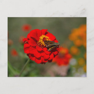 Carte Postale Moth et Red Zinnia