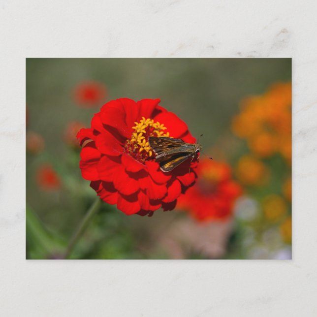 Carte Postale Moth et Red Zinnia (Devant)