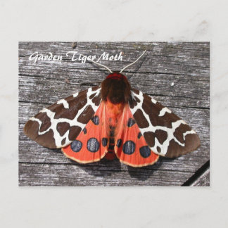 Carte Postale Moth Magic: Garden Tiger Moth postcard