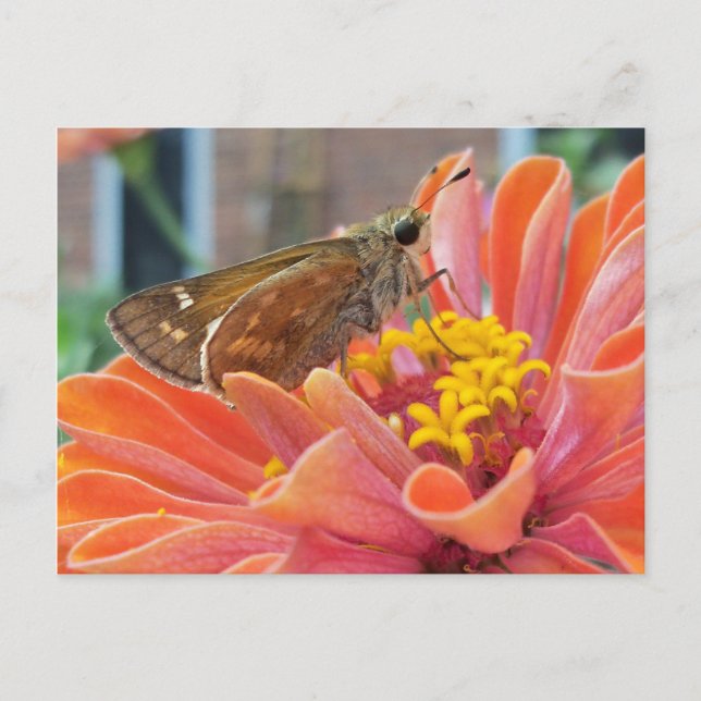 Carte Postale Moth On Orange Flower (Devant)
