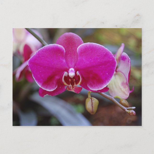 Carte postale Moth Orchid (Devant)