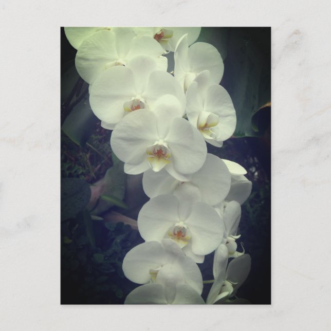 Carte postale Moth Orchid (Devant)