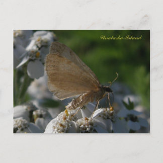Carte Postale Moth sur les fleurs de Yarrow, île de l'Unalaska