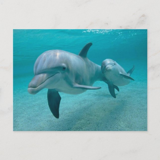 CARTE POSTALE MOTHER AND BABY CALF DOLPHIN (Devant)