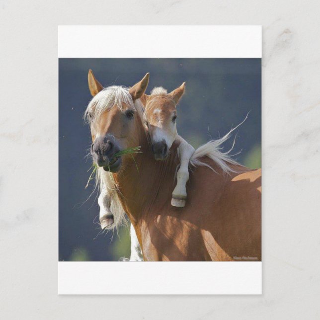 Carte Postale Mother and Baby Horse (Devant)