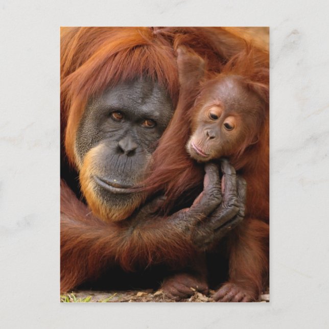 Carte Postale Mother & Baby Orangutan (Devant)