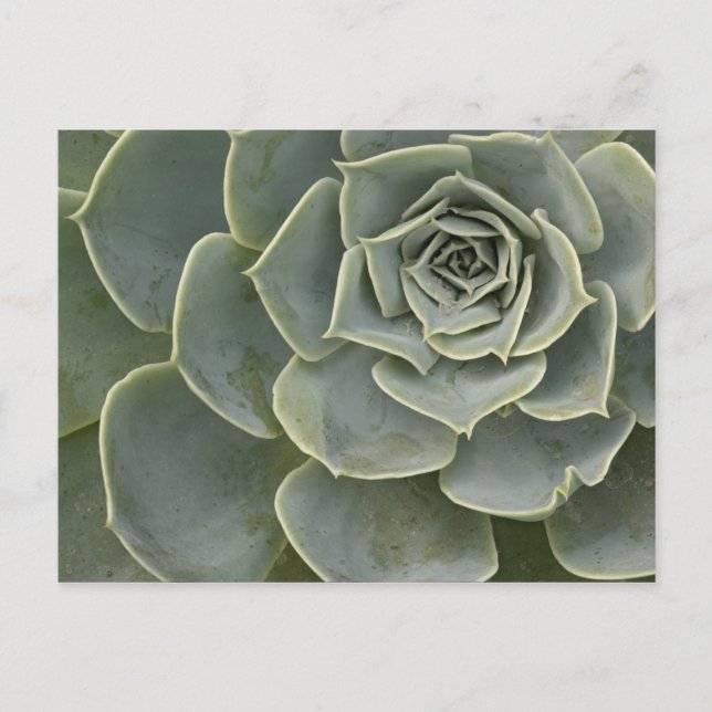 Carte Postale Motif de cactus (Devant)
