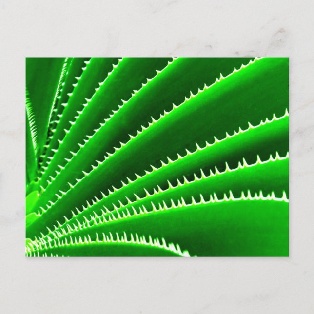 Carte Postale motif de cactus vert (Devant)