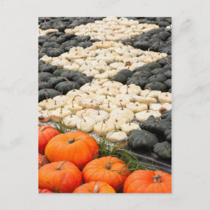Carte Postale Motif de citrouille et de courge, Allemagne