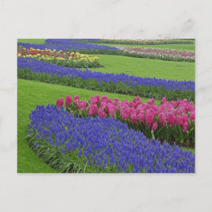 Carte Postale Motif de Grape Hyacinth, tulipes et