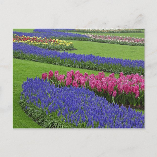 Carte Postale Motif de Grape Hyacinth, tulipes et (Devant)