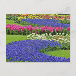 Carte Postale Motif de Grape Hyacinth, tulipes et 3