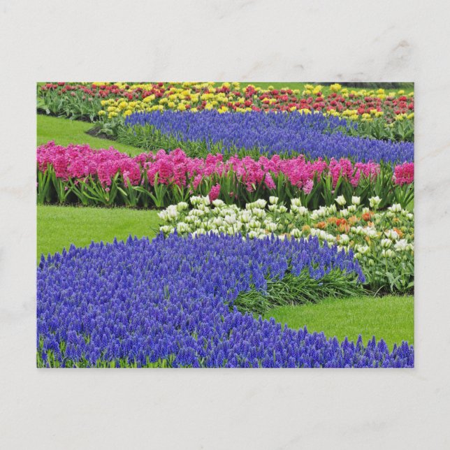 Carte Postale Motif de Grape Hyacinth, tulipes et 3 (Devant)