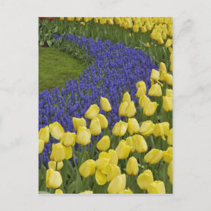 Carte Postale Motif de jardin de fleurs de Muscari et