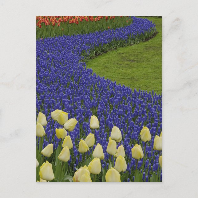 Carte Postale motif de jardin des fleurs de Grape Hyacinth et 2 (Devant)