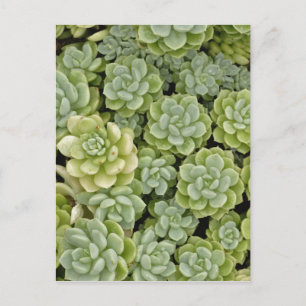 Carte Postale Motif de plante Sedum