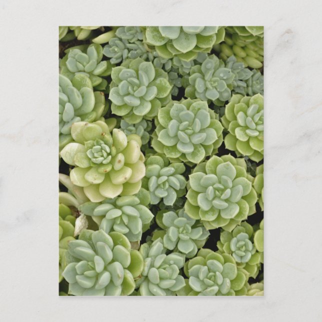 Carte Postale Motif de plante Sedum (Devant)