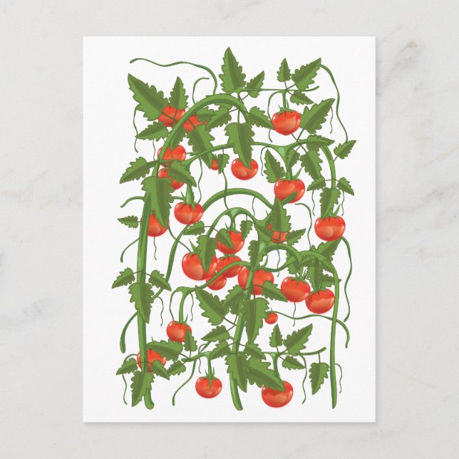 Carte Postale Motif de tomates (Devant)