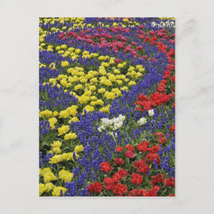 Carte Postale Motif de tulipes et de fleurs de Grape Hyacinth, 2