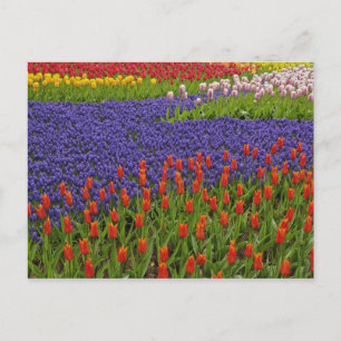 Carte Postale Motif de tulipes et de fleurs de jacinthe des vign