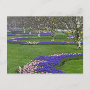 Carte Postale Motif de tulipes et de fleurs de jacinthe des vign