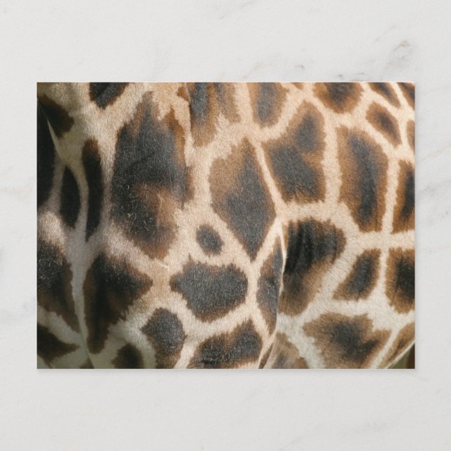 Carte postale Motif d'impression Giraffe (Devant)