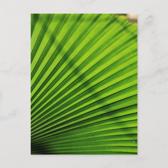 Carte Postale Motif géant de feuille de palmier (Devant)